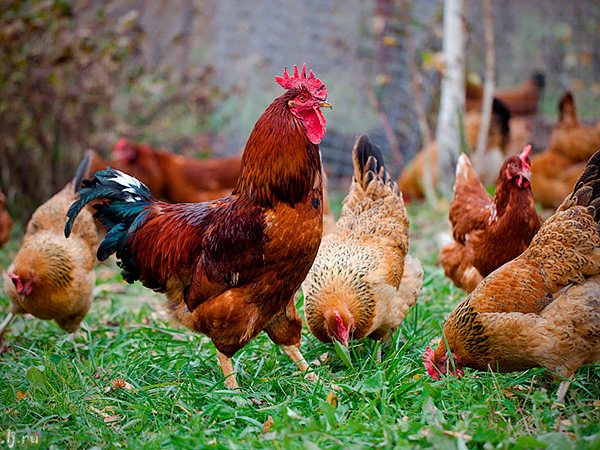 Породы куриц | ЗооТом - продажа, вязка и услуги для животных в Вольске