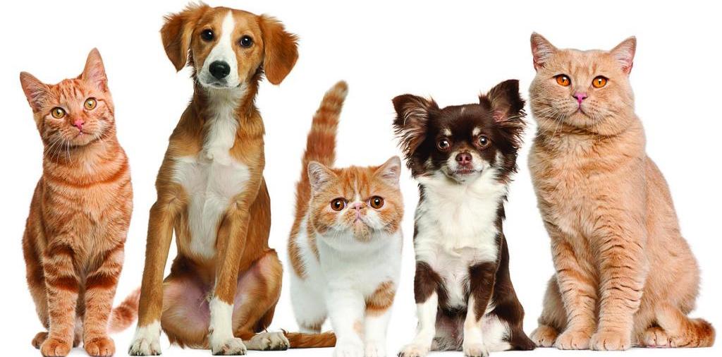 Доска объявлений о животных | ЗооТом - продажа, вязка и услуги для животных в Вольске