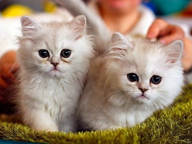 Породы кошек в Вольске | ЗооТом портал о животных