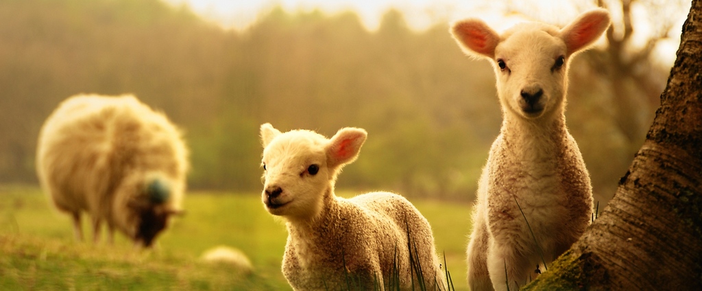 Объявления о сельскохозяйственных животных | ЗооТом - продажа, вязка и услуги для животных в Вольске