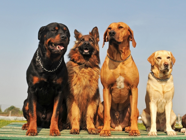 Крупные породы собак в Вольске | ЗооТом портал о животных